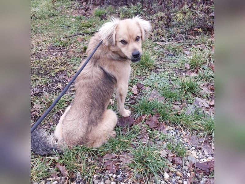 Comet ein freundlicher fröhlicher Schatz