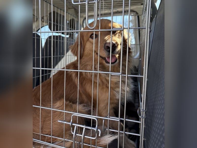 Karamella eine freundliche fröhliche