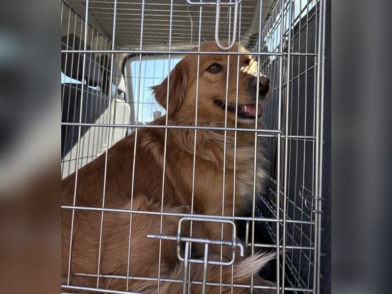 Karamella eine freundliche fröhliche