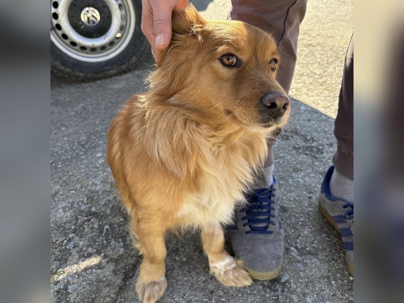 Karamella eine freundliche fröhliche