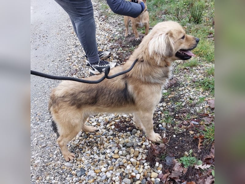 Comet ein freundlicher fröhlicher Schatz