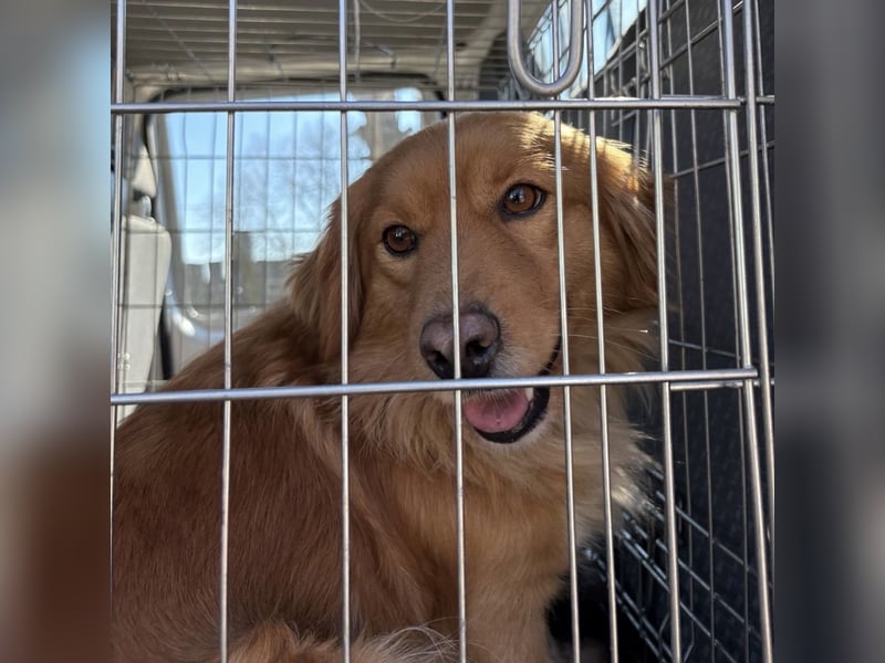 Karamella eine freundliche fröhliche