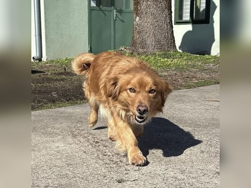 Karamella eine freundliche fröhliche