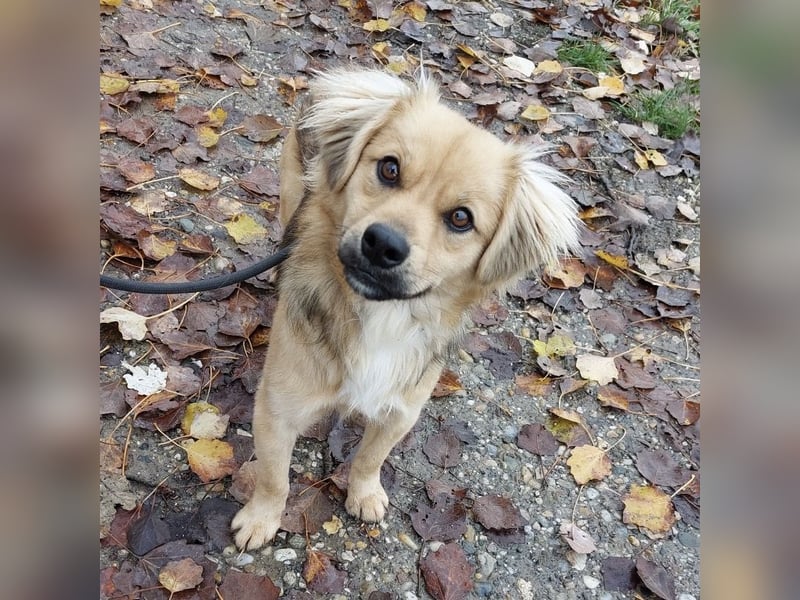 Comet ein freundlicher fröhlicher Schatz