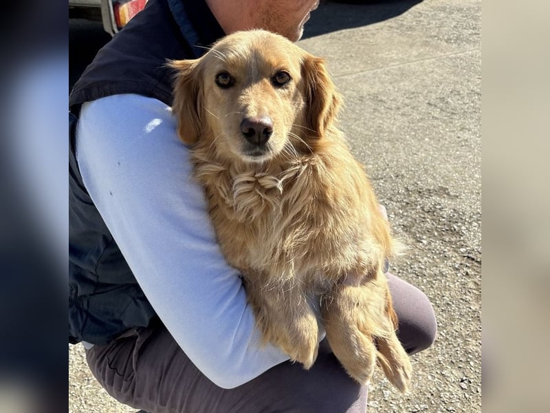 Vanilla eine freundliche fröhliche