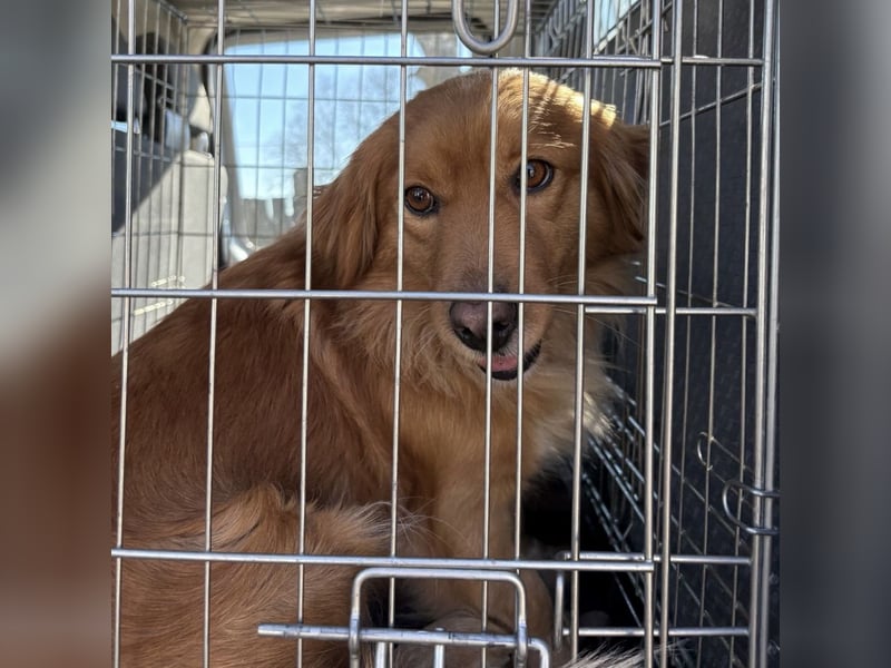 Karamella eine freundliche fröhliche