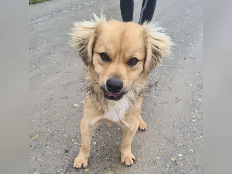 Comet ein freundlicher fröhlicher Schatz