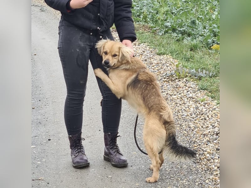 Comet ein freundlicher fröhlicher Schatz