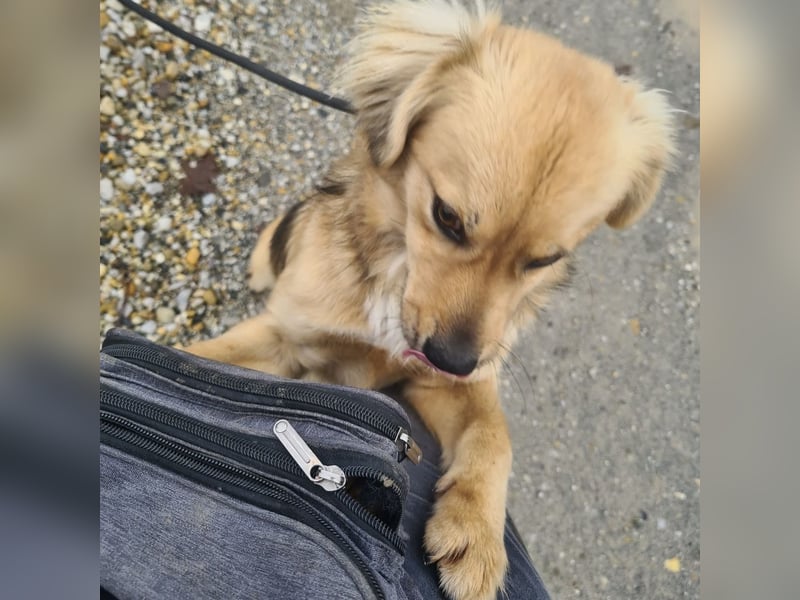 Comet ein freundlicher fröhlicher Schatz