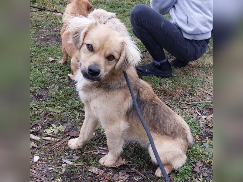 Comet ein freundlicher fröhlicher Schatz