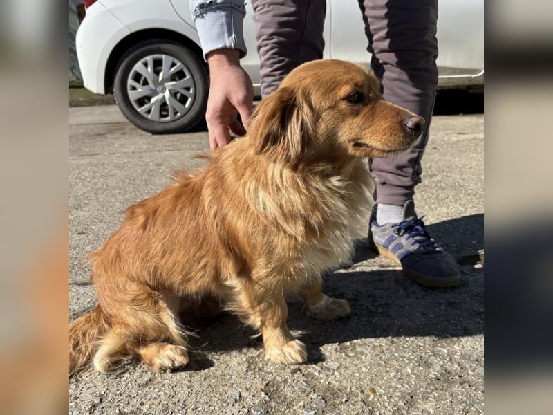 Karamella eine freundliche fröhliche