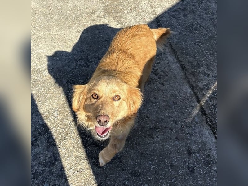 Vanilla eine freundliche fröhliche