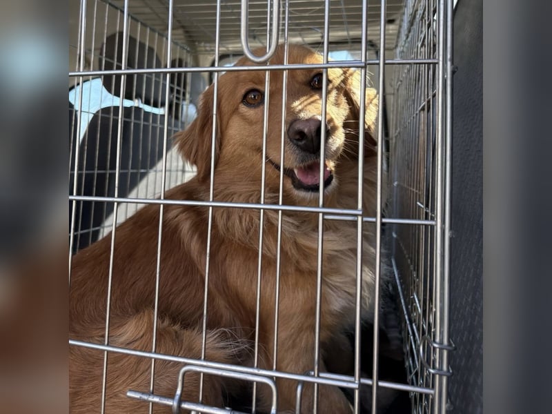 Karamella eine freundliche fröhliche