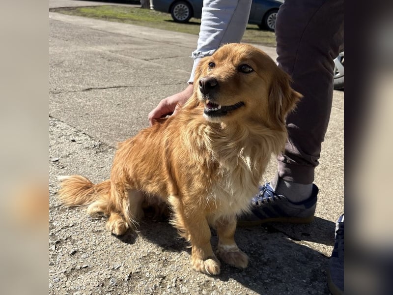 Karamella eine freundliche fröhliche