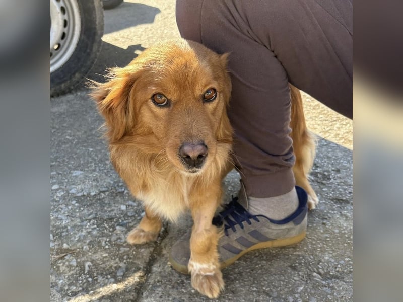 Karamella eine freundliche fröhliche