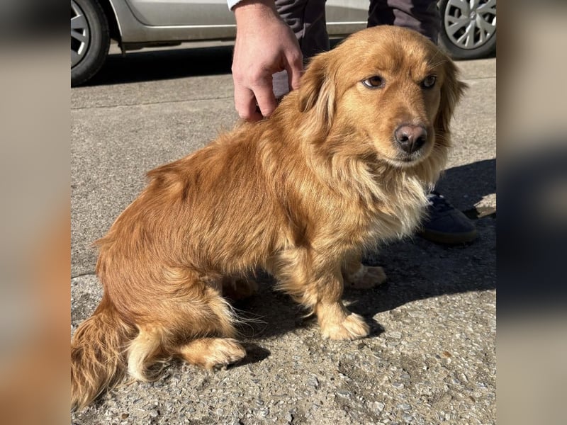 Karamella eine freundliche fröhliche