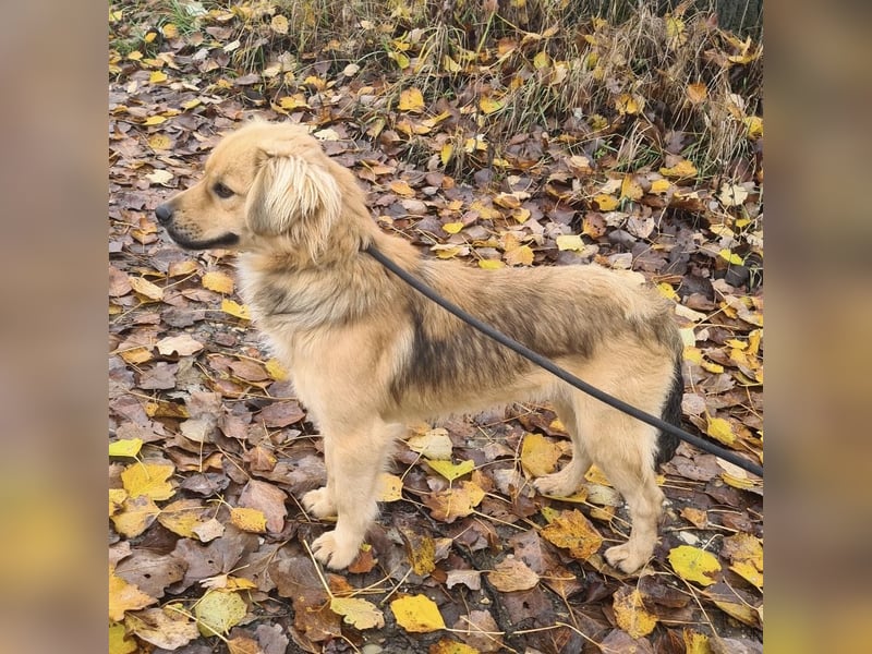 Comet ein freundlicher fröhlicher Schatz