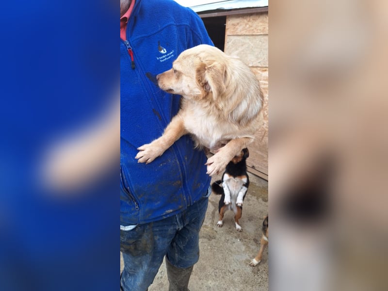 Lina - kleine freundliche Maus