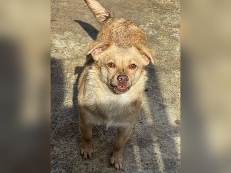 Lina - kleine freundliche Maus