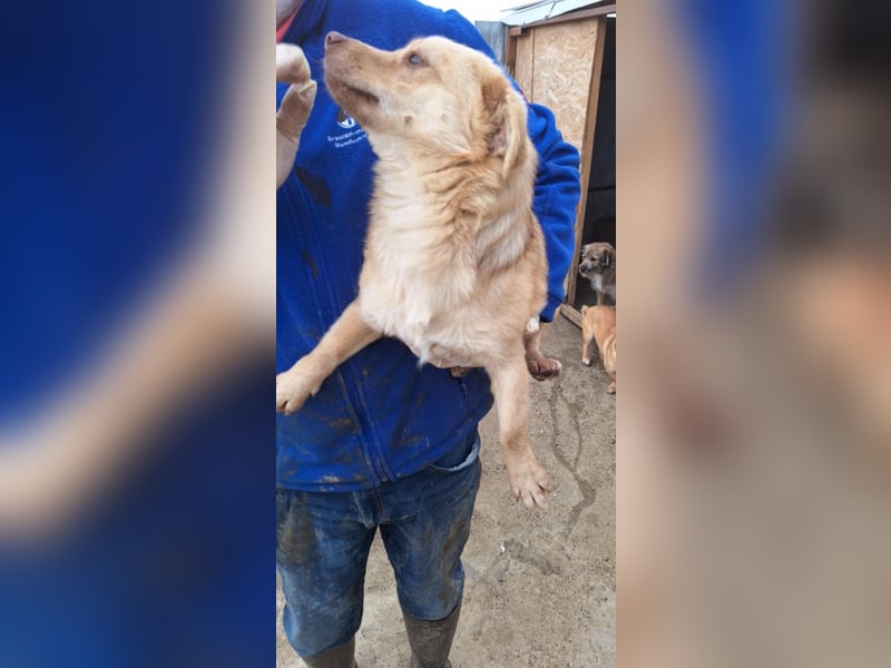 Lina - kleine freundliche Maus