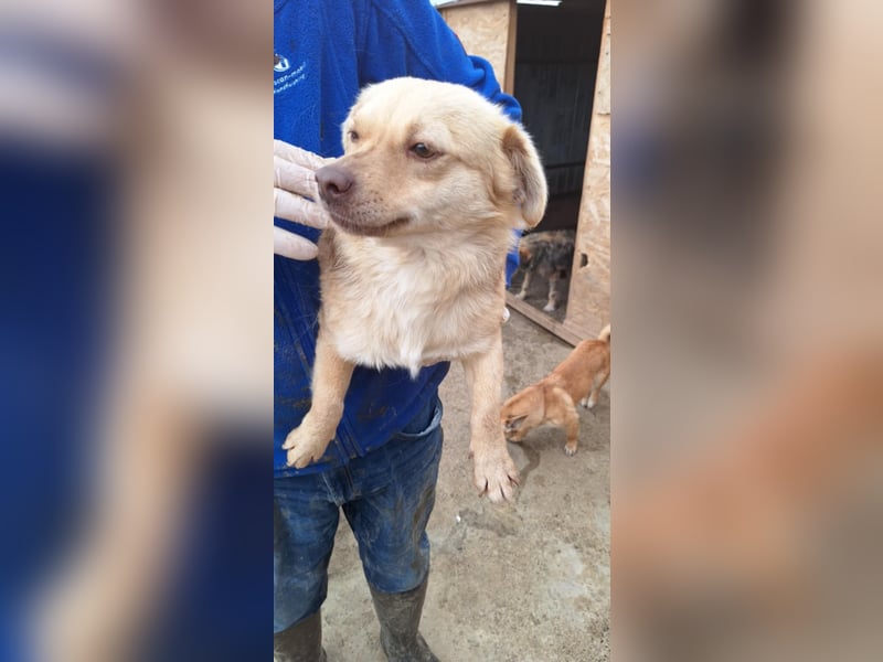 Lina - kleine freundliche Maus