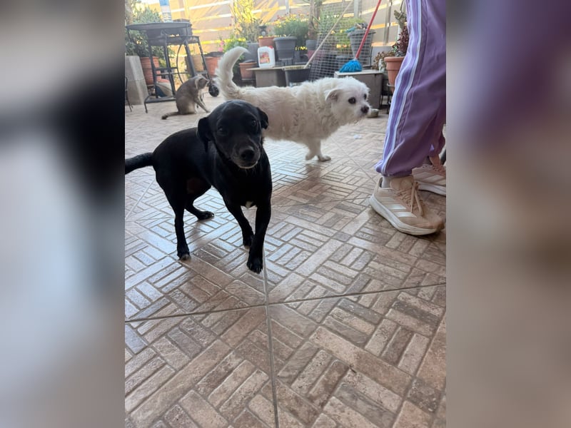 Kokoni Mix Hündin ALIKI sucht eine Familie