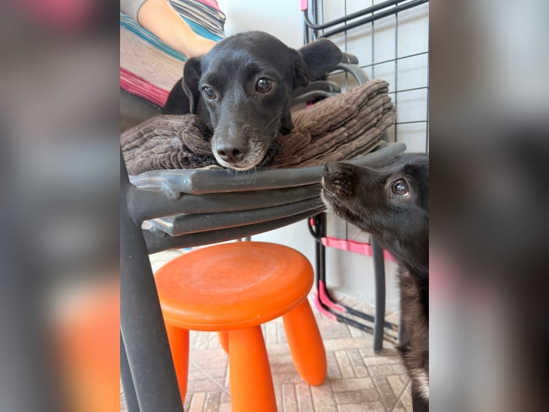 Kokoni Mix Hündin ALIKI sucht eine Familie