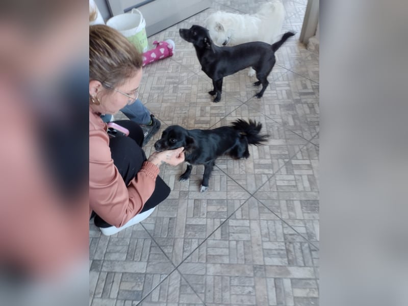 Kokoni Mix Hündin MARINA (ca. 9 Monate) sucht eine eigene Familie