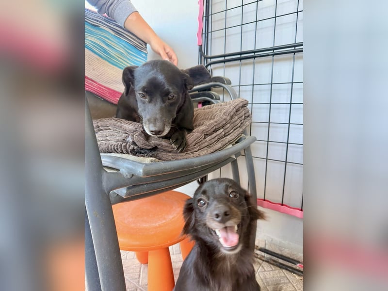 Kokoni Mix Hündin ALIKI sucht eine Familie