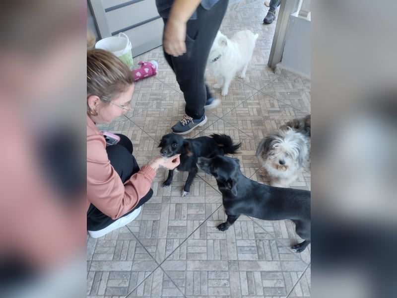 Kokoni Mix Hündin MARINA (ca. 9 Monate) sucht eine eigene Familie