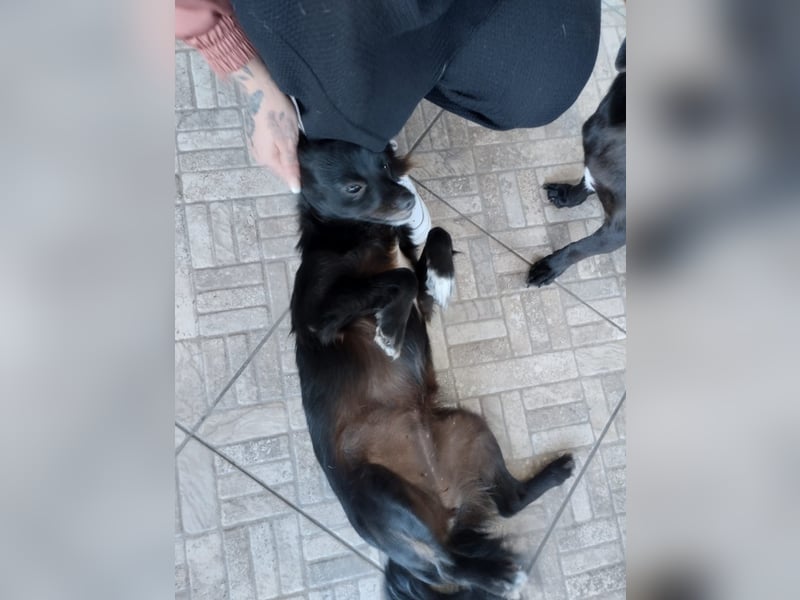 Kokoni Mix Hündin MARINA (ca. 9 Monate) sucht eine eigene Familie