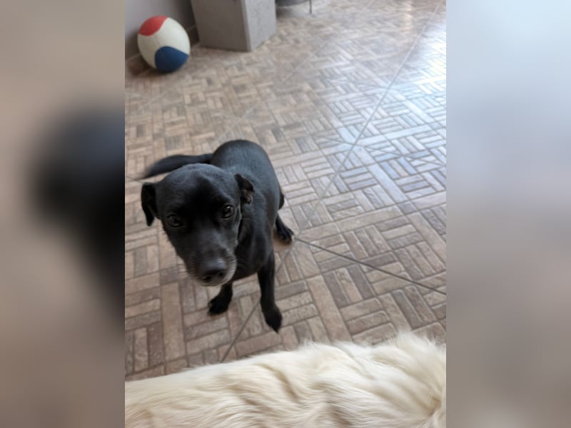 Kokoni Mix Hündin ALIKI sucht eine Familie