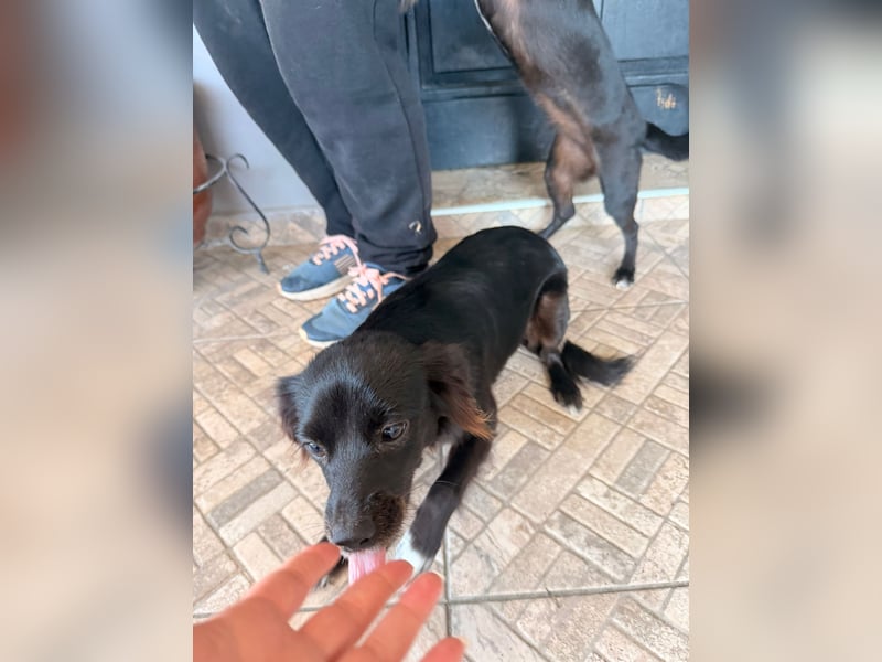 Kokoni Mix Hündin MARINA (ca. 9 Monate) sucht eine eigene Familie