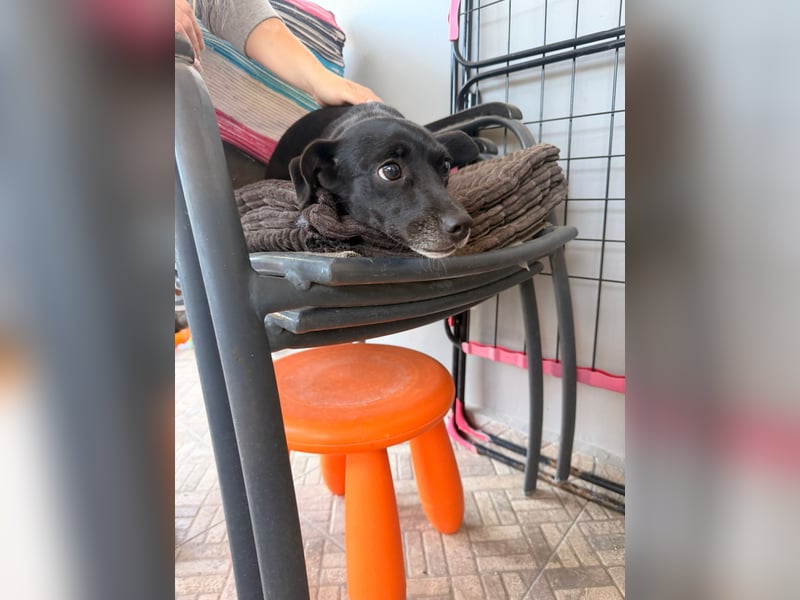 Kokoni Mix Hündin ALIKI sucht eine Familie