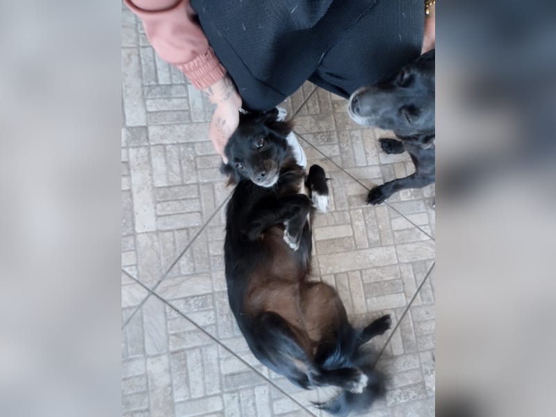 Kokoni Mix Hündin MARINA (ca. 9 Monate) sucht eine eigene Familie