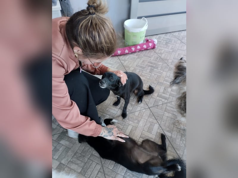 Kokoni Mix Hündin MARINA (ca. 9 Monate) sucht eine eigene Familie