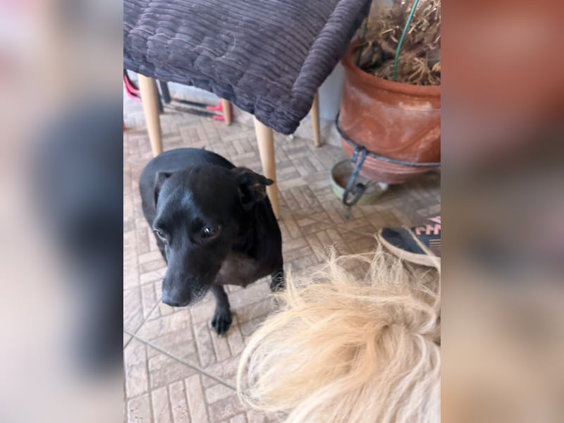 Kokoni Mix Hündin ALIKI sucht eine Familie