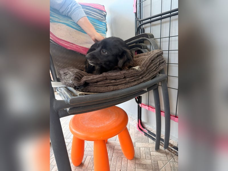 Kokoni Mix Hündin MARINA (ca. 9 Monate) sucht eine eigene Familie