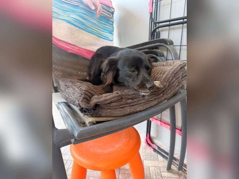 Kokoni Mix Hündin MARINA (ca. 9 Monate) sucht eine eigene Familie