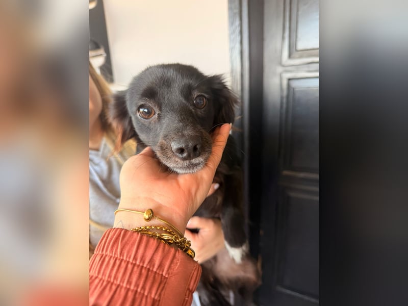 Kokoni Mix Hündin MARINA (ca. 9 Monate) sucht eine eigene Familie