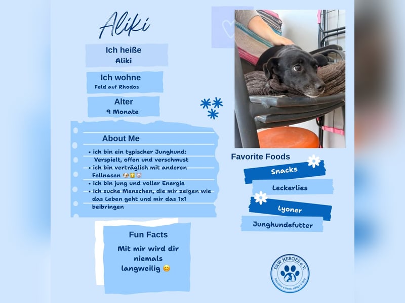 Kokoni Mix Hündin ALIKI sucht eine Familie