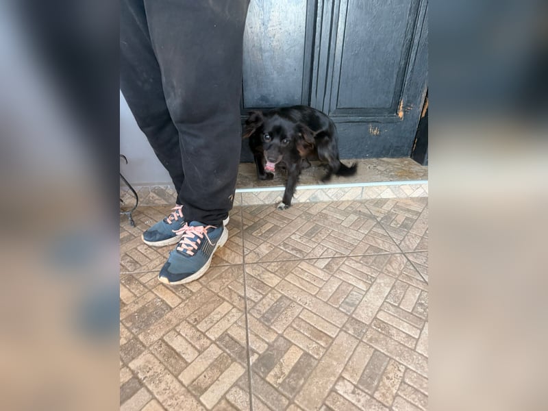 Kokoni Mix Hündin MARINA (ca. 9 Monate) sucht eine eigene Familie