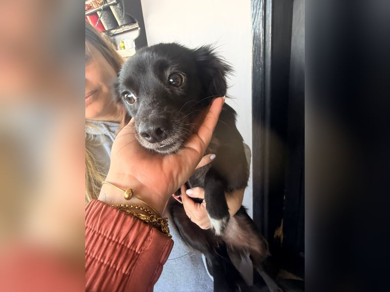 Kokoni Mix Hündin MARINA (ca. 9 Monate) sucht eine eigene Familie