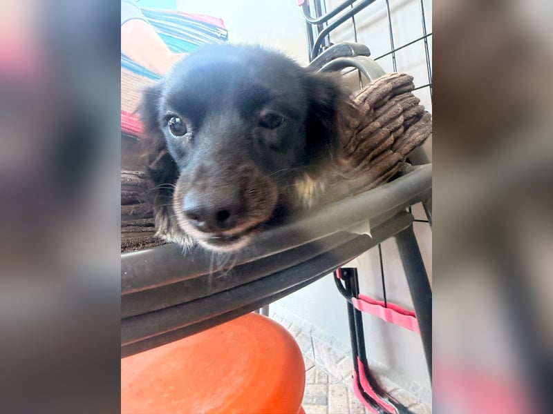 Kokoni Mix Hündin MARINA (ca. 9 Monate) sucht eine eigene Familie