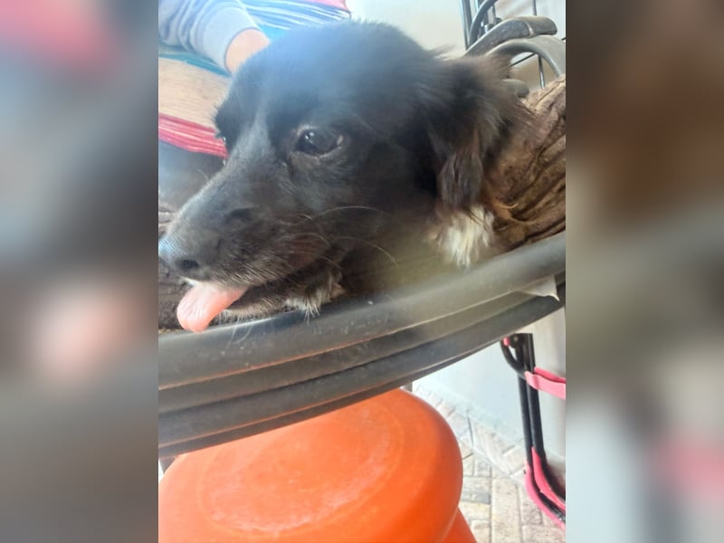 Kokoni Mix Hündin MARINA (ca. 9 Monate) sucht eine eigene Familie