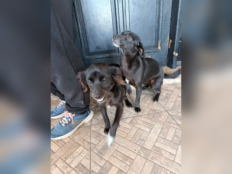 Kokoni Mix Hündin MARINA (ca. 9 Monate) sucht eine eigene Familie