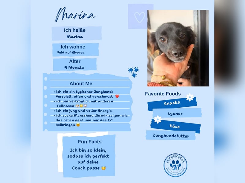 Kokoni Mix Hündin MARINA (ca. 9 Monate) sucht eine eigene Familie