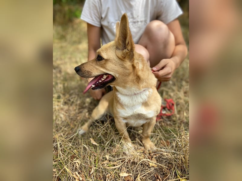 Klitzekleine, super nette  Hundedame, kastriert, 25cm, 2,5J.