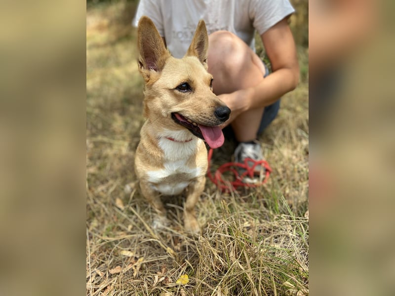 Klitzekleine, super nette  Hundedame, kastriert, 25cm, 2,5J.