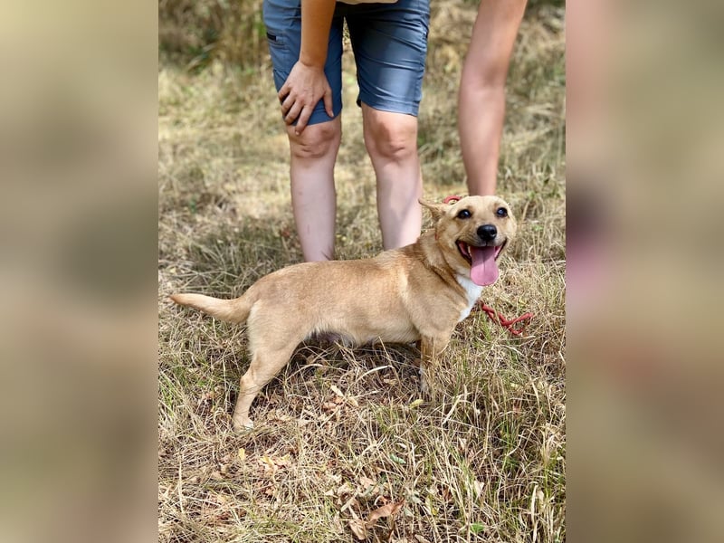 Klitzekleine, super nette  Hundedame, kastriert, 25cm, 2,5J.